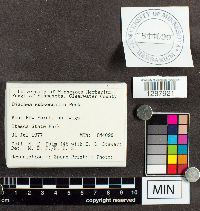 Media resource of Diachea subsessilis