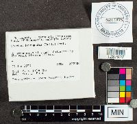 Diachea leucopodia image