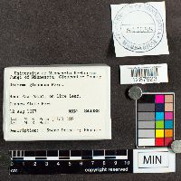 Diderma globosum image