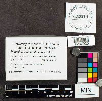 Didymium squamulosum image