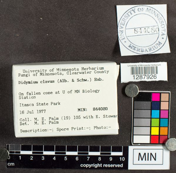 Didymium clavus image