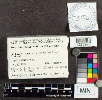 Image of Didymium clavus