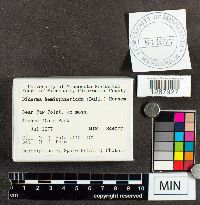 Diderma hemisphaericum image