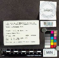 Diderma globosum image