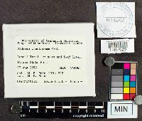 Diderma crustaceum image