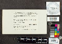 Didymium squamulosum image