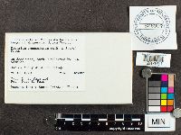 Didymium squamulosum image