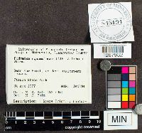 Didymium squamulosum image