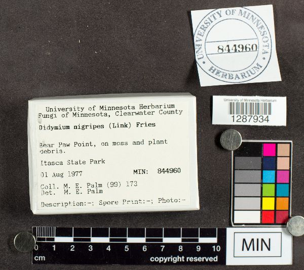 Didymium nigripes image