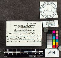 Didymium nigripes image