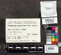 Didymium melanospermum image