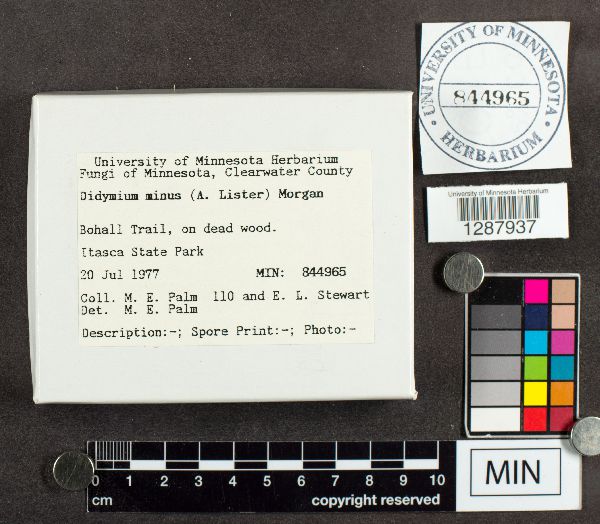 Didymium minus image