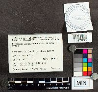 Didymium squamulosum image