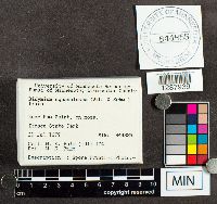 Didymium squamulosum image