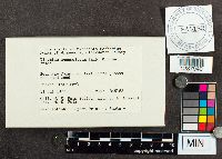 Didymium squamulosum image