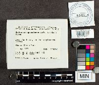 Didymium squamulosum image
