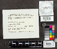 Didymium squamulosum image