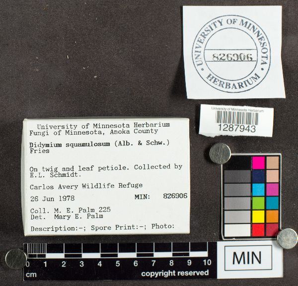 Didymium squamulosum image