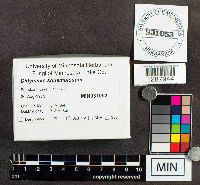 Didymium squamulosum image