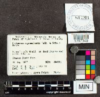 Didymium squamulosum image