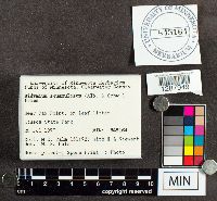 Didymium squamulosum image