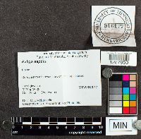 Fuligo septica image