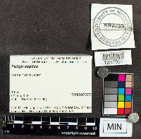 Fuligo septica image