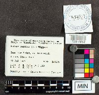 Fuligo septica image