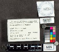 Fuligo septica image