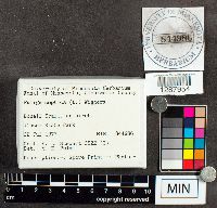 Fuligo septica image