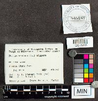 Fuligo septica image