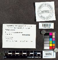 Fuligo septica image