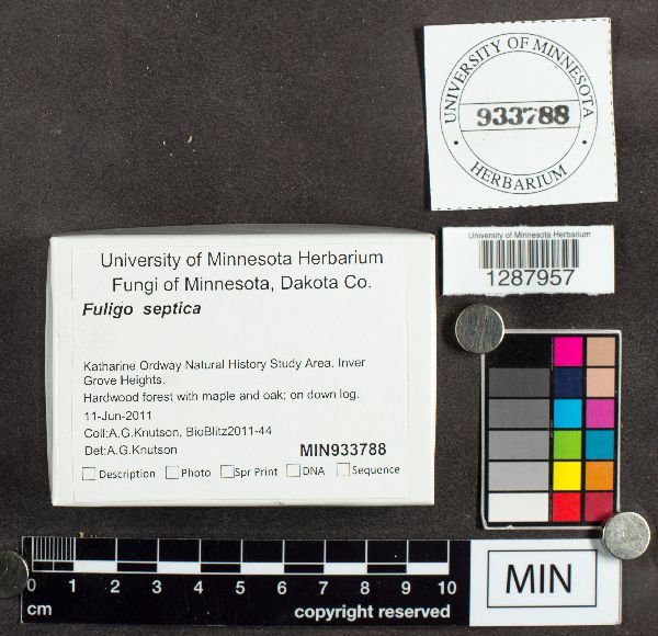 Fuligo septica image