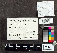 Fuligo septica image