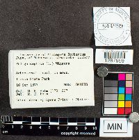 Fuligo septica image