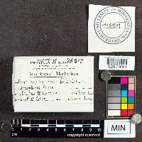 Fuligo septica image