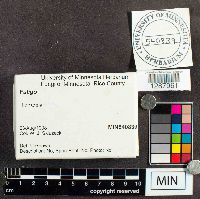 Mucilago crustacea image