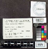 Fuligo septica image