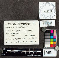 Fuligo septica image