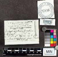 Fuligo septica image