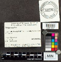 Fuligo septica image