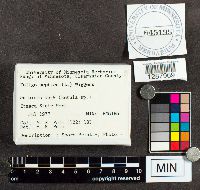 Fuligo septica image