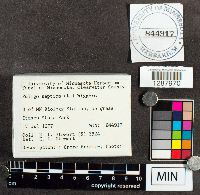 Fuligo septica image