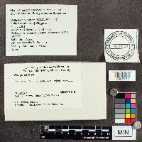 Fuligo septica image