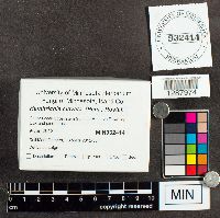 Hemitrichia clavata image