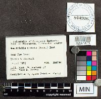 Hemitrichia clavata image