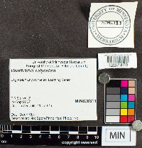 Tricholoma saponaceum image