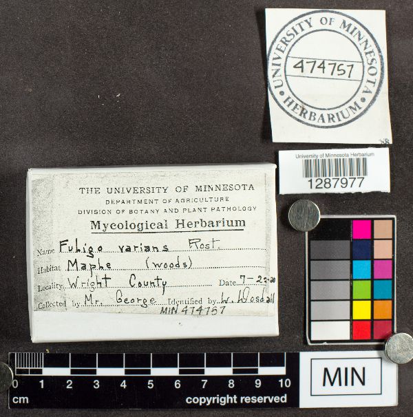 Fuligo varians image