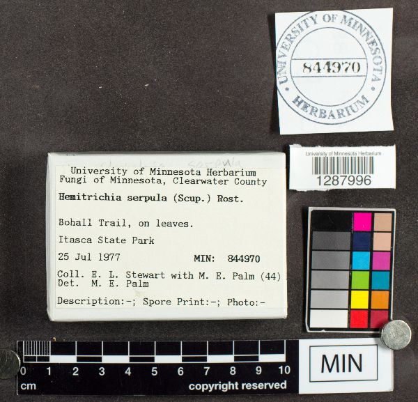 Hemitrichia image