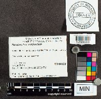 Metatrichia vesparium image